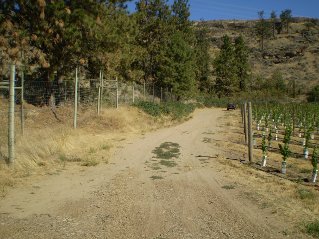 Trail Head Gate is a short distance down this road, McIntyre Bluff 2011-09.